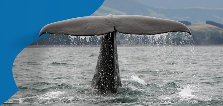Using AI to protect whales - Capgemini Canada - English