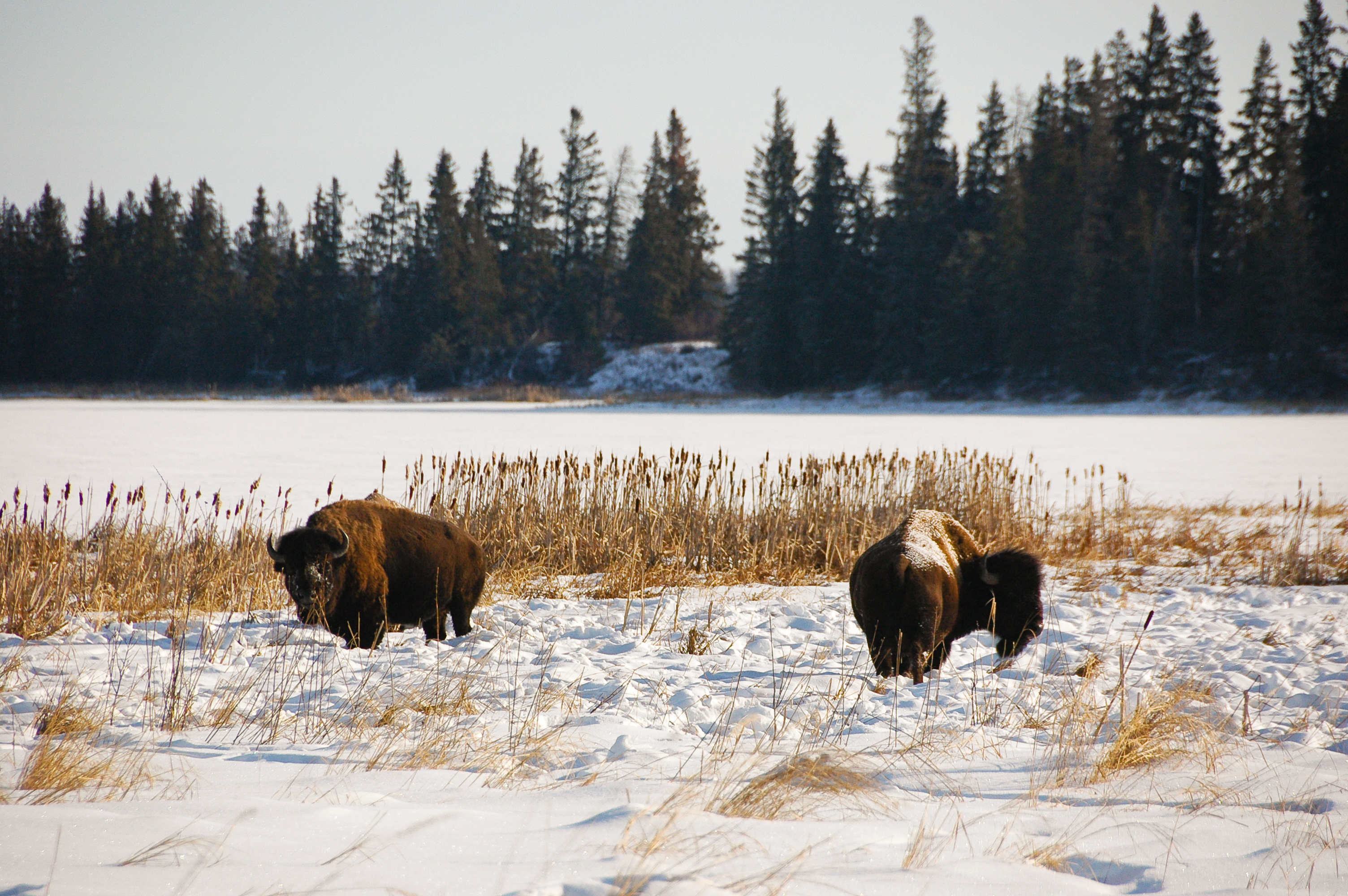 Saving wild buffaloes in Canada means saving biodiversity and water