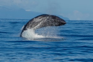 Better future for whales and beyond