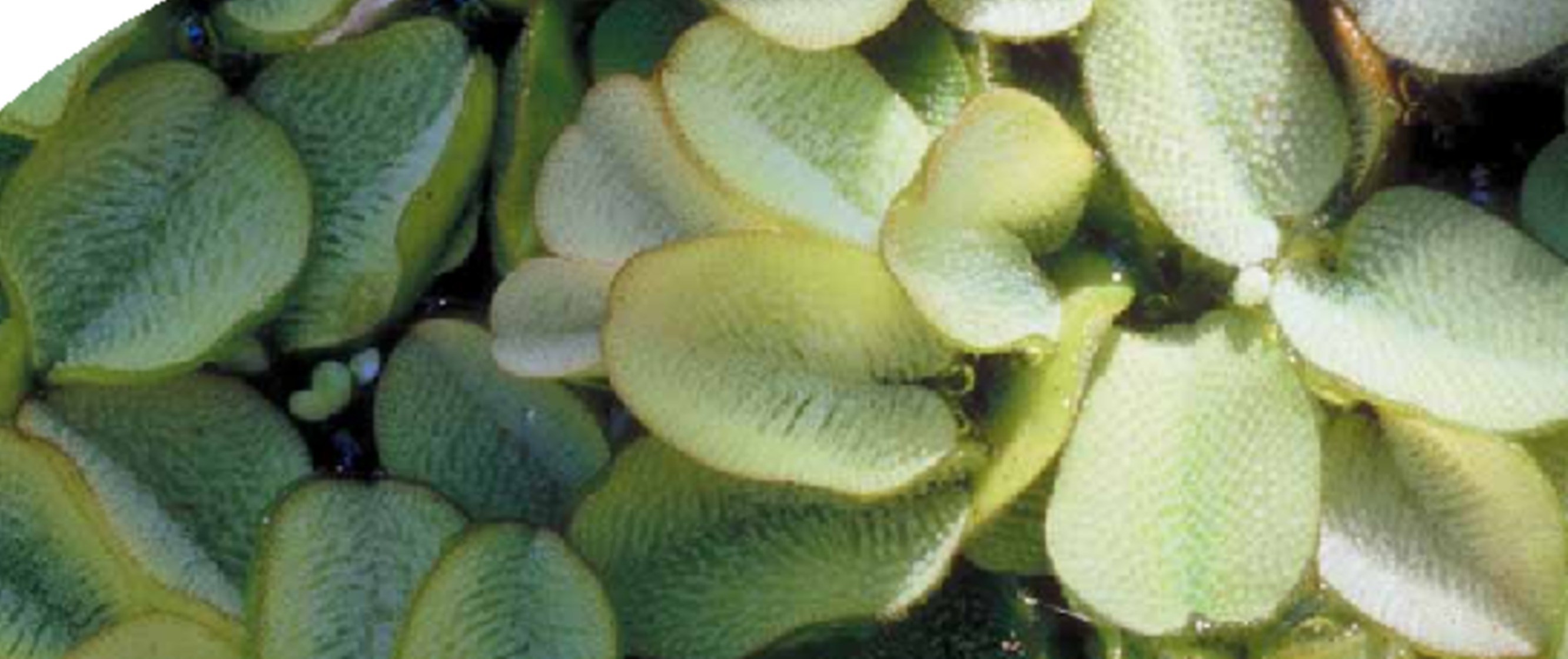 Basel II Services Capgemini 日本