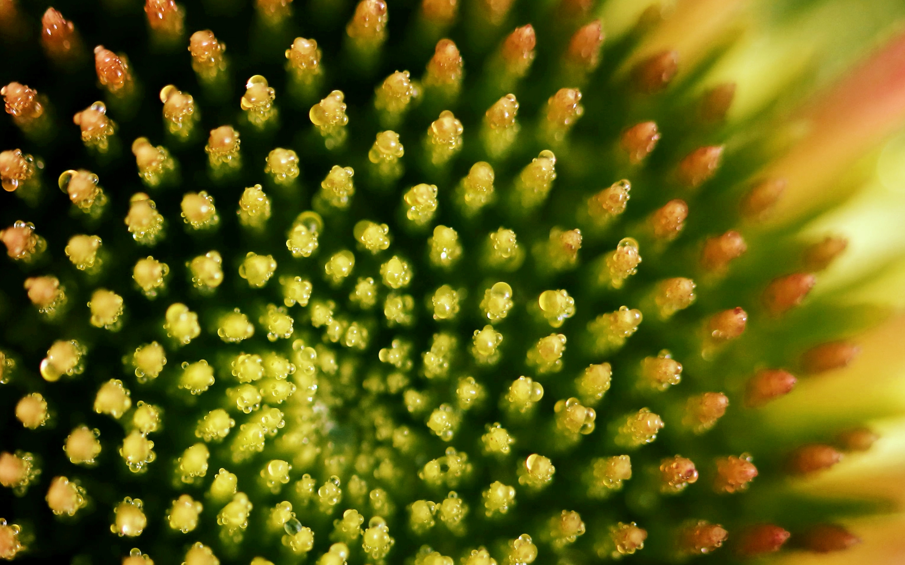 Close-up of a flower's central disk florets arranged in a spiral pattern, featuring green to yellowish-orange tips and showcasing natural symmetry.
