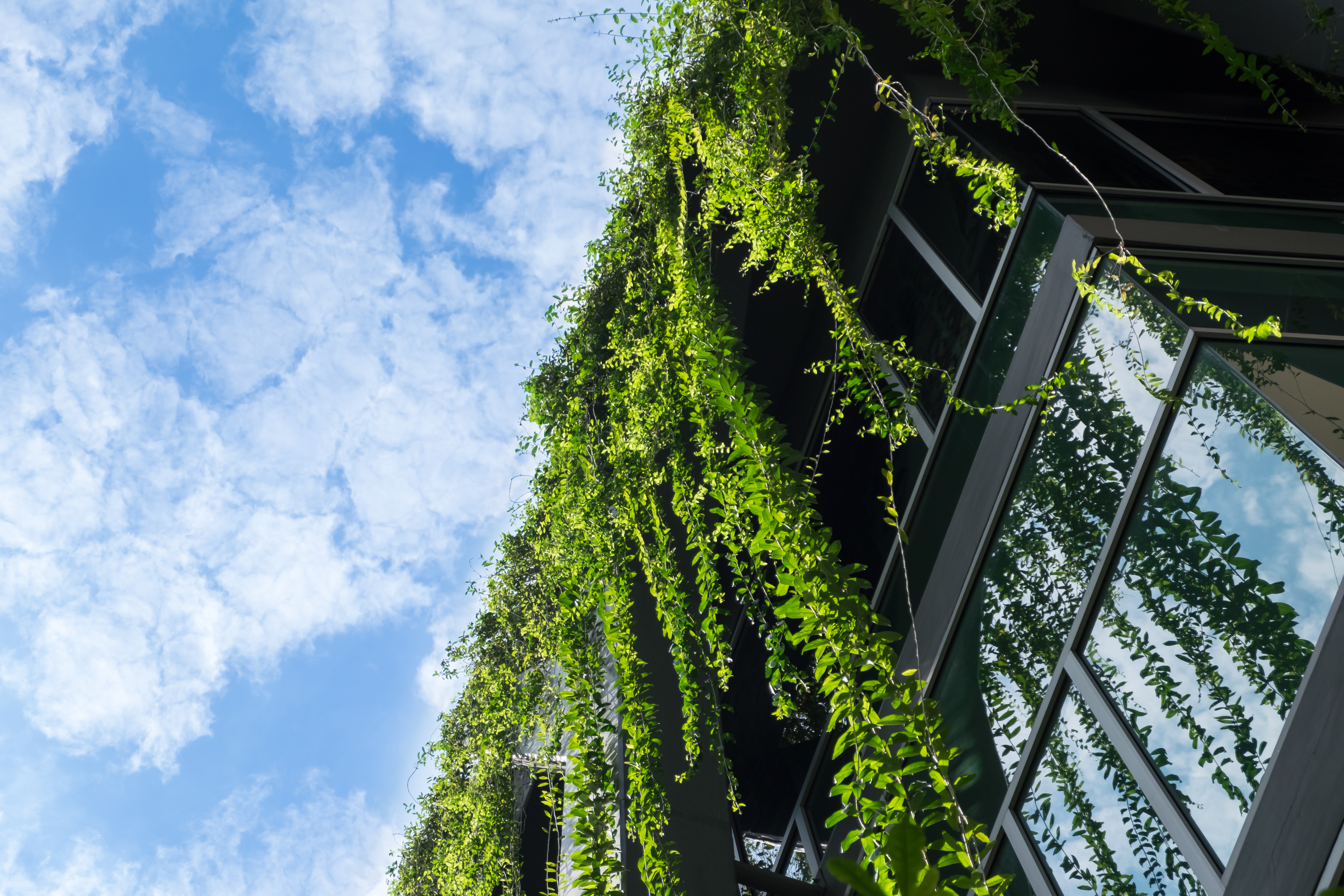 Glass,Building,House,Covered,By,Green,Ivy,With,Blue,Sky