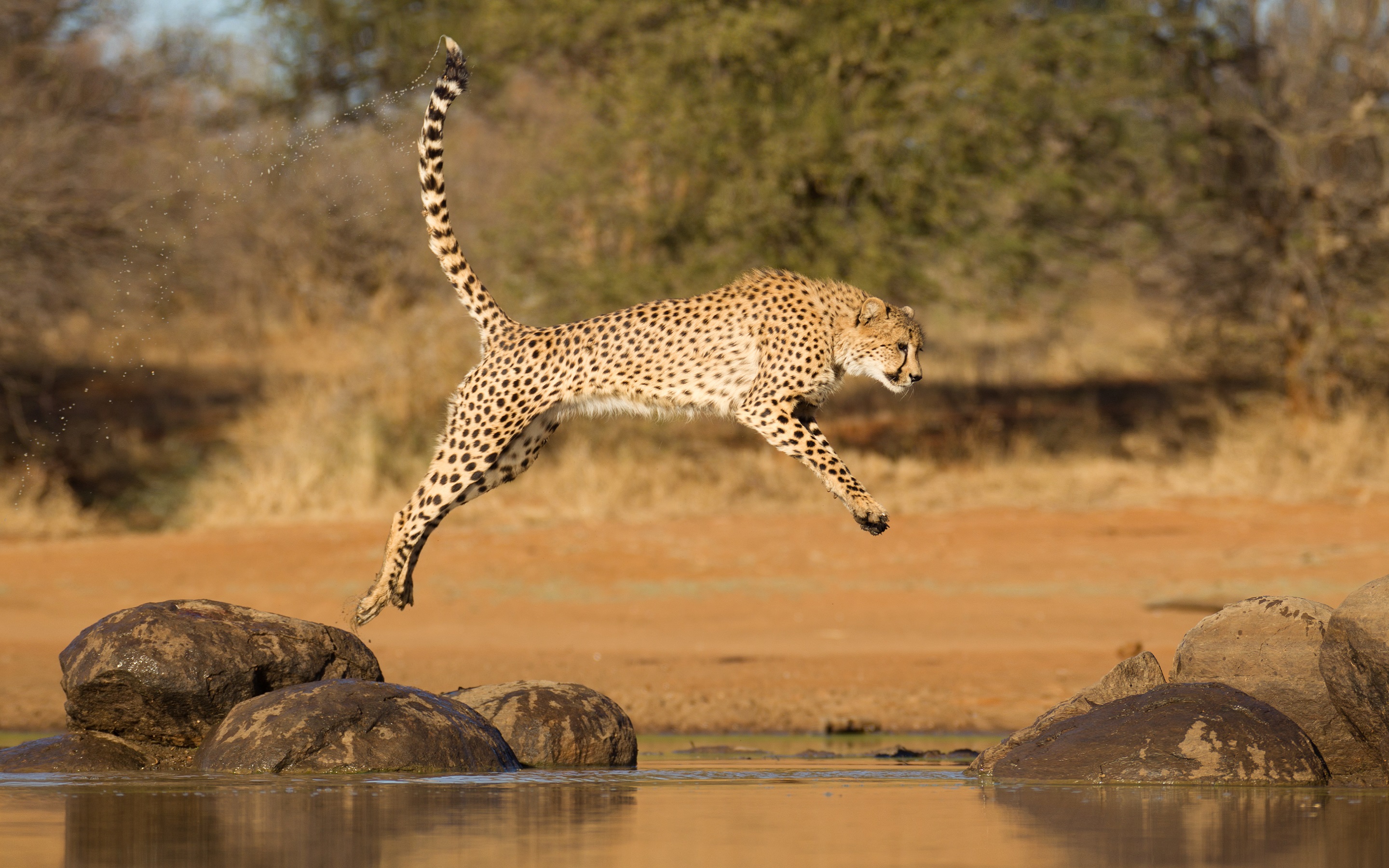 Cheetah jumping between two rocks, (Acinonyx jubatus), South Africa