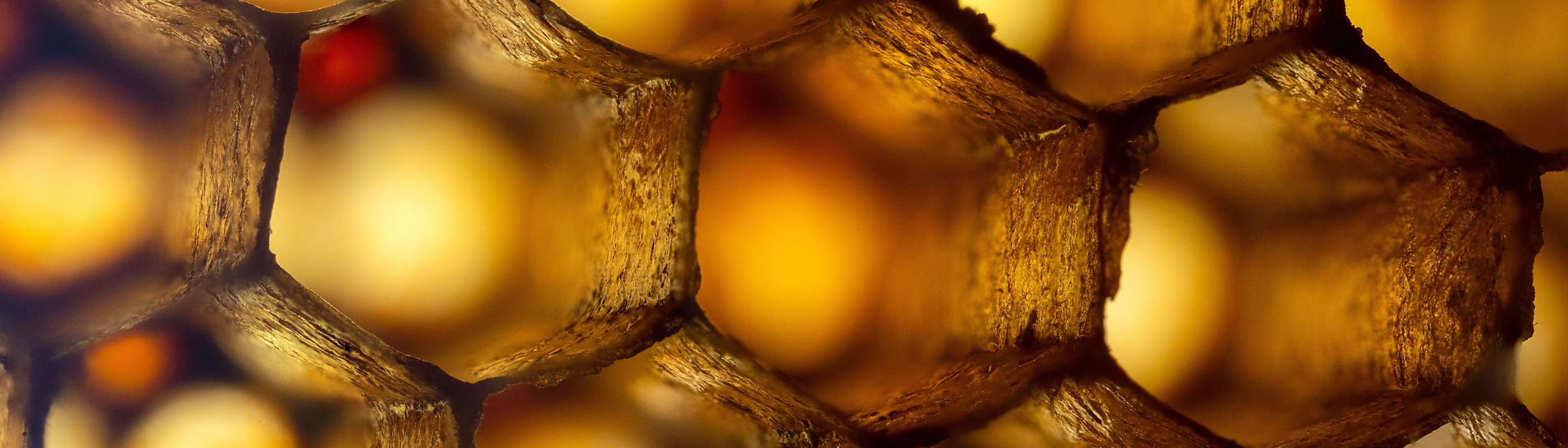 bee positive3 - banner